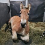 WhatsApp Image 2023-11-01 at 16.53.20_697a2f12