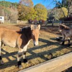 WhatsApp Image 2023-11-07 at 16.34.56_064f806f